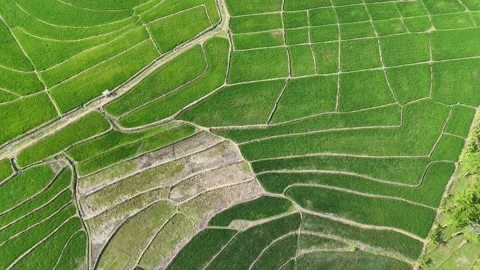 Green Rice Fields Aerial View Stock Footage 345861219