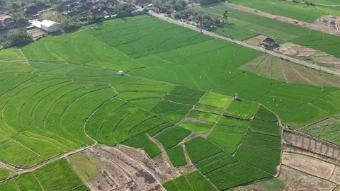 Green Rice Fields Aerial View Stock Footage 345861243