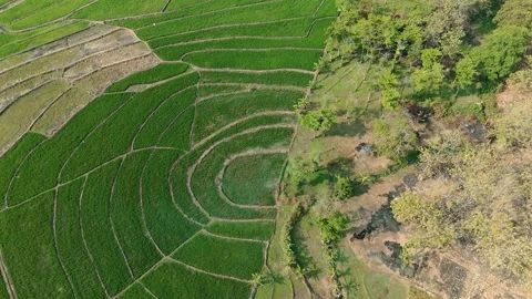 Green Rice Fields Aerial View Stock Footage 345861295