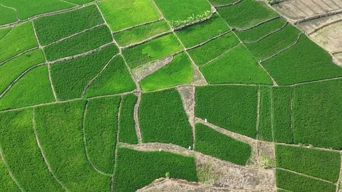 Green Rice Fields Aerial View Stock Footage 345861322