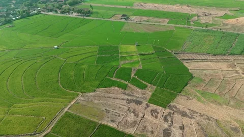 Green Rice Fields Aerial View Stock Footage 345861410