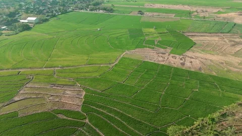 Green Rice Fields Aerial View Stock Footage 345861413