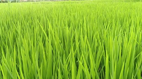 Green rice fields in the afternoon Stock Footage 264956524