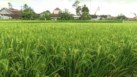 Green rice fields in the afternoon Stock Footage 264956616