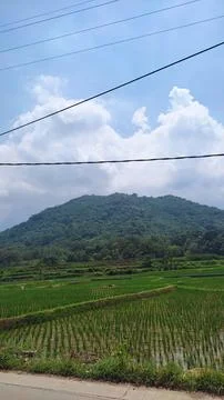 Green rice fields against the backdrop of hills covered with dense trees Stock Photos