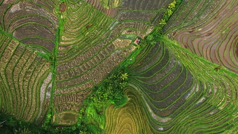 Green Rice Fields and Bali Terraces Drone View Stock Footage 279910151