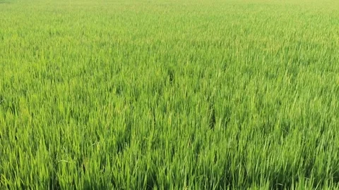 The green rice fields and the bright sun in lifestyle and culture Stock Footage 302611292