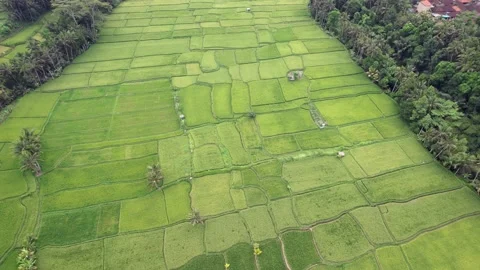 Green rice fields and forested ravines, aerial shot of Bali upland Stock Footage 196283593