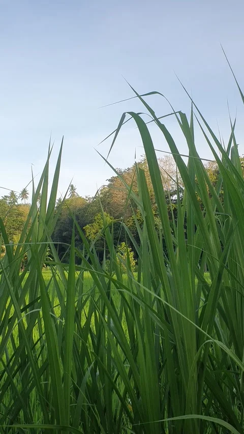 Green rice fields and green leaves in the village Stock Footage 329321510