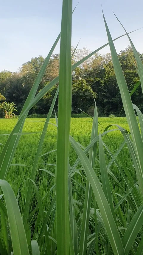 Green rice fields and green leaves in the village Stock Footage 329321538