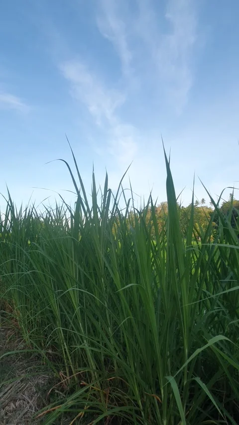 Green rice fields and green leaves in the village Stock Footage 329321649