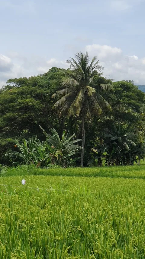 Green rice fields and green leaves in the village Stock Footage 329321691