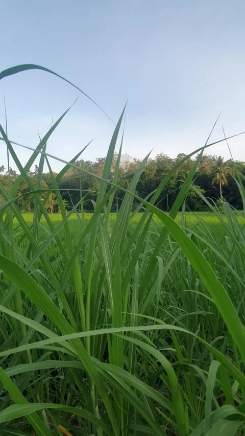Green rice fields and green leaves in the village Stock Footage 329321700