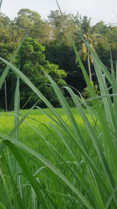 Green rice fields and green leaves in the village Stock Footage 329321817