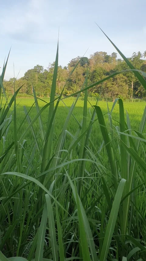 Green rice fields and green leaves in the village Stock Footage 329321921