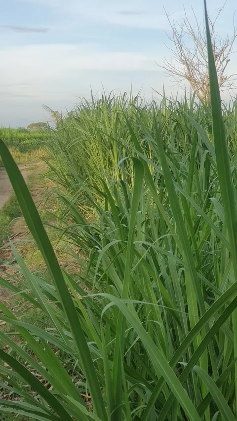 Green rice fields and green leaves in the village Video stock 329321933