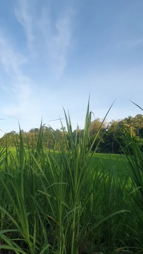 Green rice fields and green leaves in the village Stock Footage 329322077