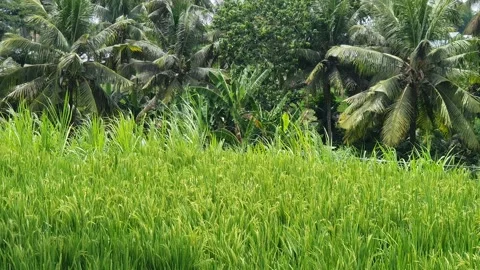 Green rice fields and green leaves in the village Stock Footage 329322122