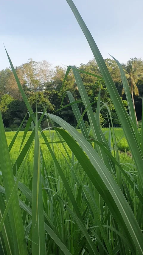 Green rice fields and green leaves in the village Stock Footage 329322125