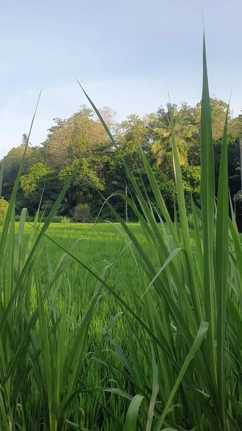 Green rice fields and green leaves in the village Stock Footage 329322897