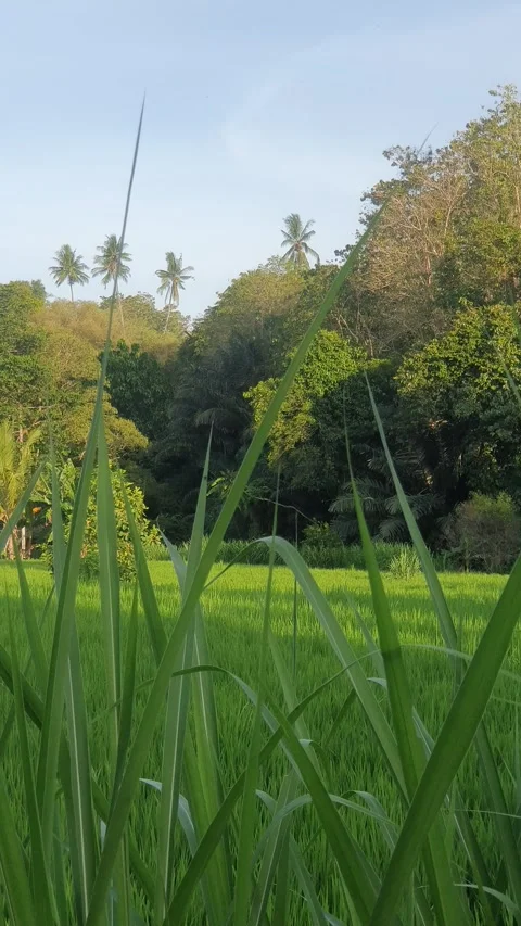 Green rice fields and green leaves in the village Stock Footage 329323117