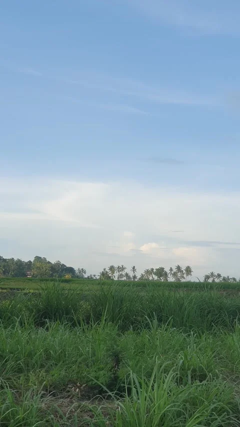 Green rice fields and green leaves in the village Stock Footage 329323141