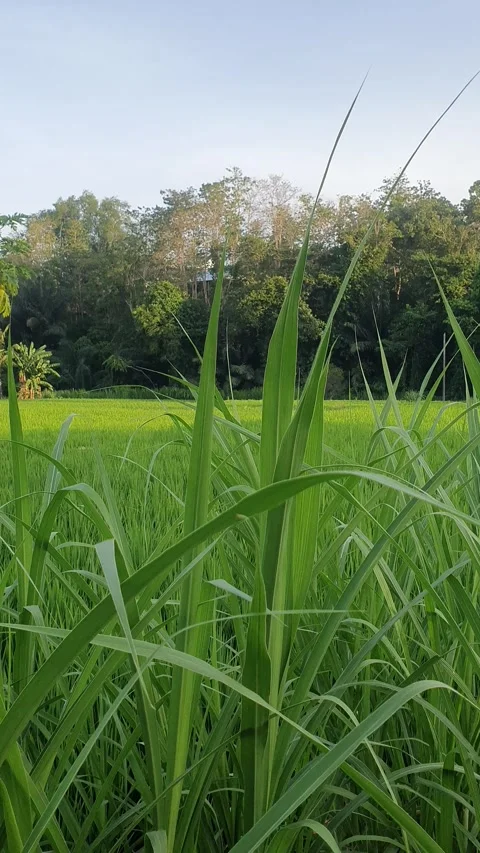 Green rice fields and green leaves in the village Video stock 329323241