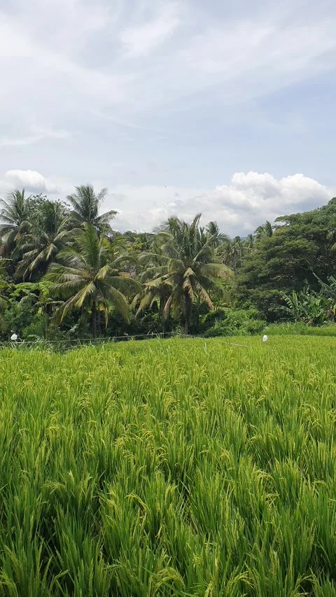Green rice fields and green leaves in the village Stock Footage 329323858