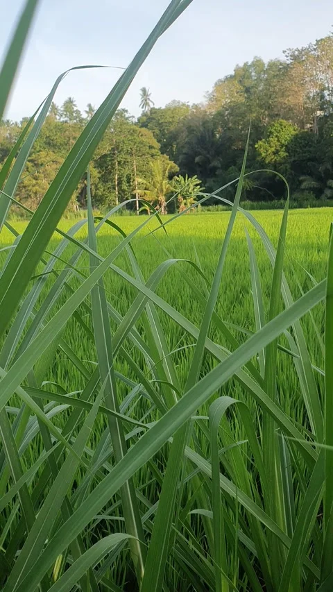 Green rice fields and green leaves in the village Stock Footage 329323895