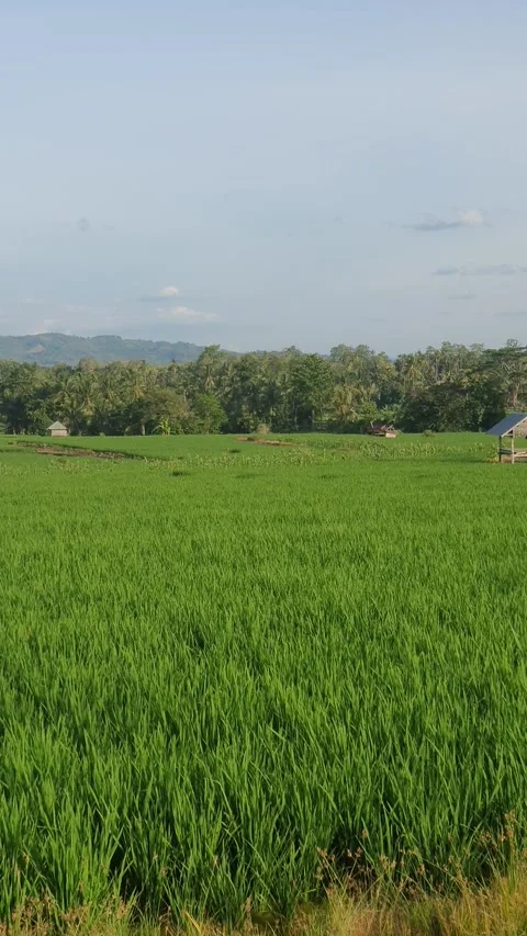 Green rice fields and green leaves in the village Video stock 329324044