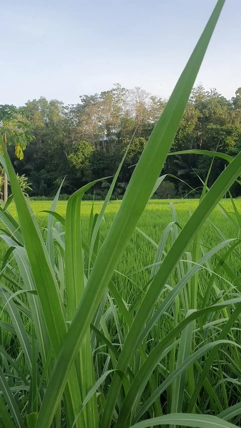 Green rice fields and green leaves in the village Stock Footage 329324045