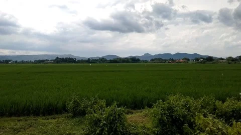 Green rice fields and mountains in the background under cloudy sky Stock Footage 328295978