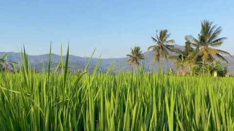 Green Rice Fields and Mountains Under Blue Sky in Bali Video stock 343201611