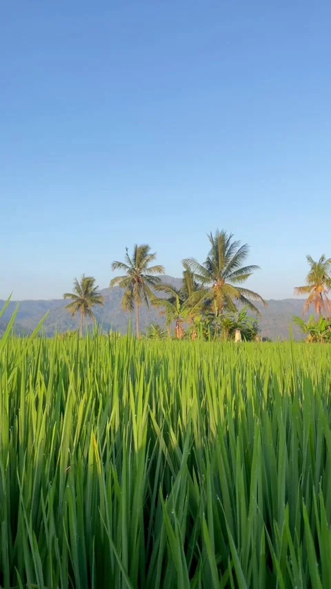 Green Rice Fields and Mountains Under Blue Sky in Bali Vidéo 343201634