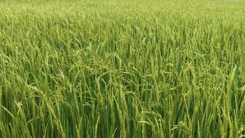 Green rice fields and rice ears, stalks, with the culture beautifully moving Stock Footage 314102468