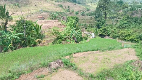 Green rice fields and rural hillside landscape Stock Footage 315309872