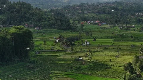 Green Rice Fields and Rural Village Landscape - Bali - Indonesia - Aerial View Stock Footage 345365247