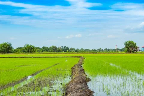 Green rice fields And sky Stock Photos