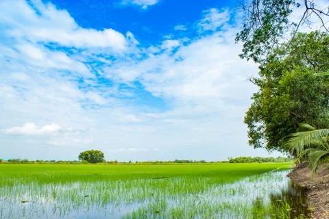 Green rice fields And sky Stock Photos