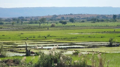 Green Rice Fields and Surrounding Hills, Madagascar Stock Footage 117034480