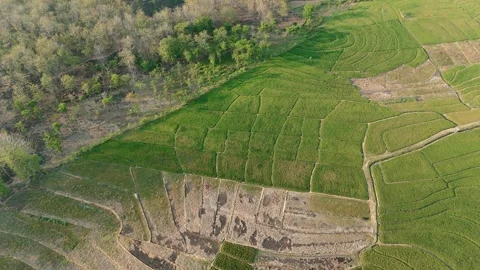 Green Rice Fields and Teak Forest Edge Aerial Stock Footage 346105545