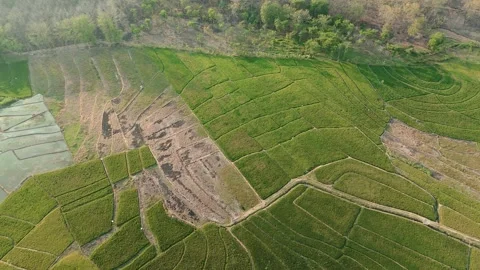 Green Rice Fields and Teak Forest Edge Aerial Stock Footage 346105569
