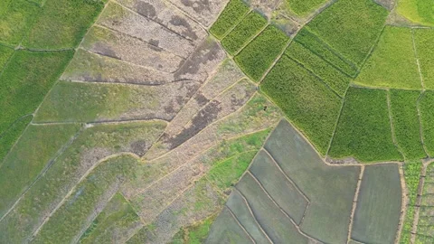 Green Rice Fields and Teak Forest Edge Aerial Stock Footage 346105617