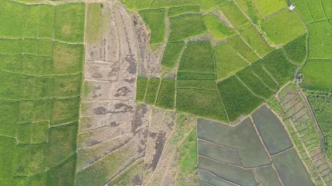 Green Rice Fields and Teak Forest Edge Aerial Stock Footage 346105638
