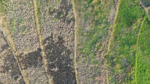 Green Rice Fields and Teak Forest Edge Aerial Stock Footage 346105783