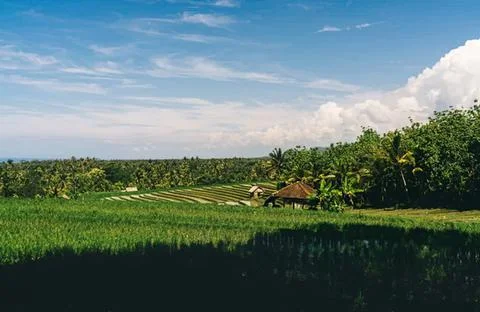 Green rice fields and trees under blue sky with clouds Stock Photos