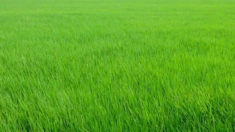 Green rice fields and the wind blows the rice trees back and forth. Stock Footage 153025270
