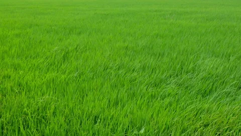 Green rice fields and the wind blows the rice trees back and forth. Stock Footage 153025304