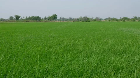 Green rice fields and the wind blows the rice trees back and forth. Stock Footage 153025353