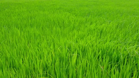 Green rice fields and the wind blows the rice trees back and forth. Stock Footage 153025399